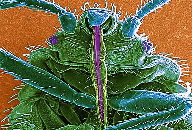 云顶之弈第六赛季季中 双城之战角色希尔科加入